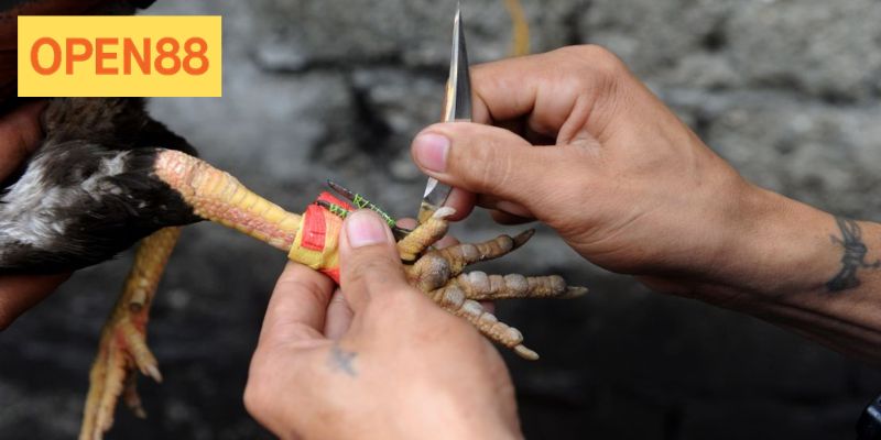 Đá gà cựa sắt Open88 là hình thức cược ăn khách