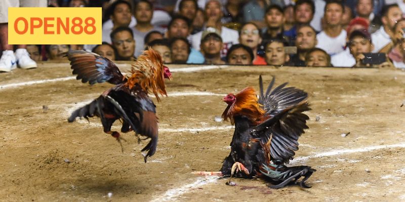 Đá gà cựa sắt Open88